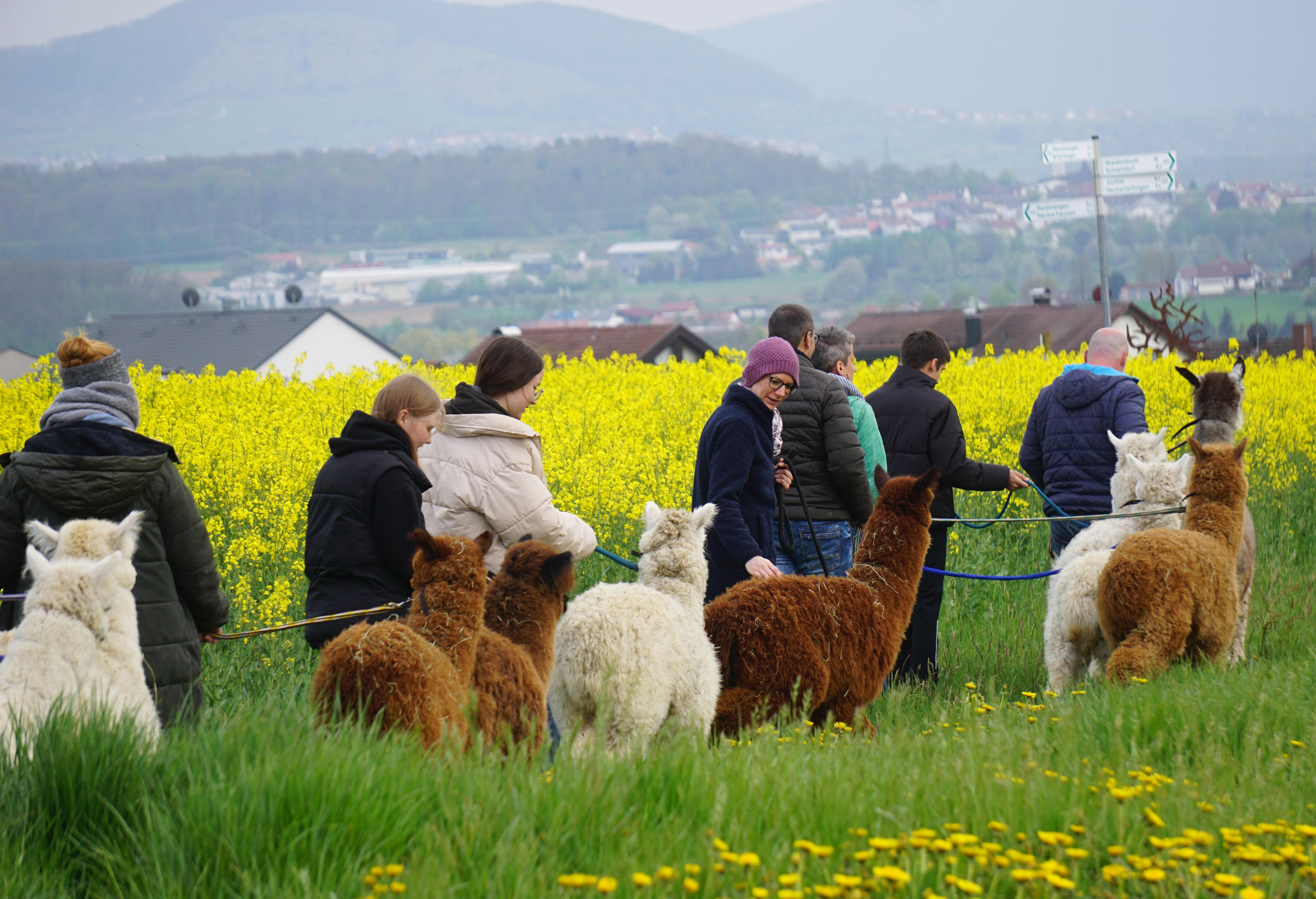 Alpakatrekking auf dem Besinnungsweg "Weitblick"