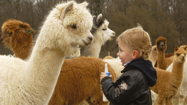 Kindergeburtstag auf der Alpakafarm Alpakafarm Schaber