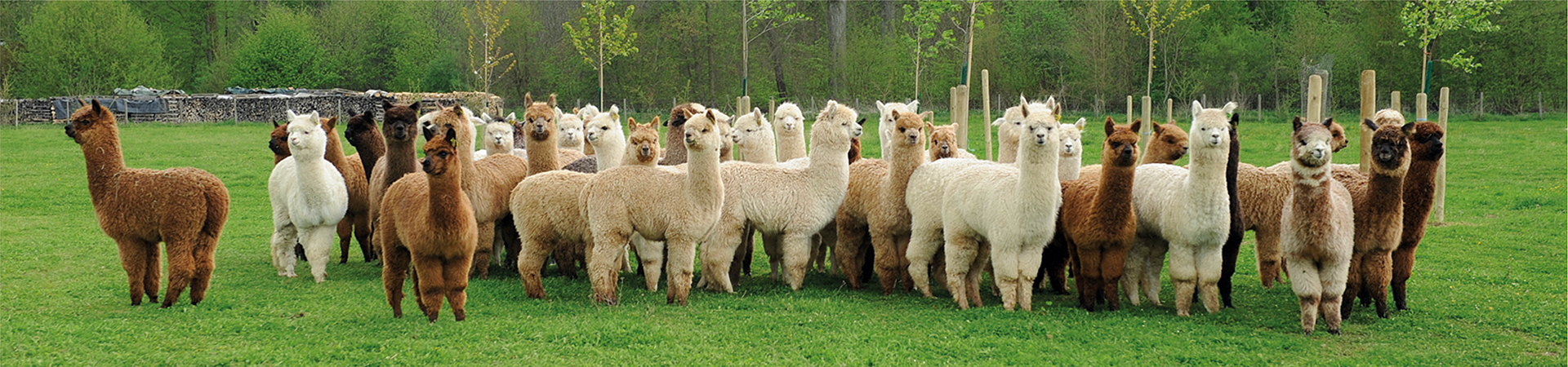 Willkommen auf der Alpakafarm Schaber Alpakafarm Schaber