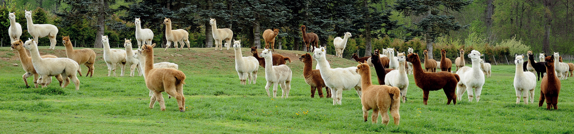 Kindergeburtstag auf der Alpakafarm Alpakafarm Schaber