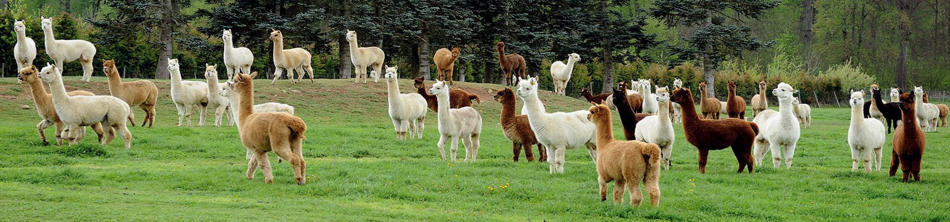 Alpakafarm Schaber - Zucht und Verkauf