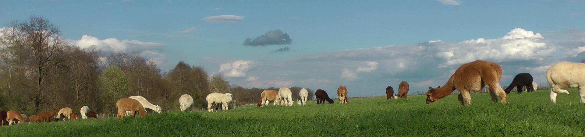 Alpaka-Trekking auf dem Besinnungsweg "Weitblick"